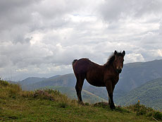 Foto de potro durante la subida a Urepel