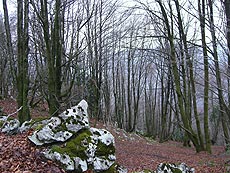 Bosque del monte Otsabio