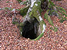 Foto de sima bajo tronco de &aacute;rbol