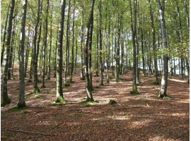 Bosque de hayas subiendo al monte Gazteluaitz. Ampliar