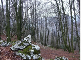 Bosque del monte Otsabio. Ampliar