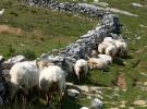 Rebaño de ovejas en Ernio. Ampliar